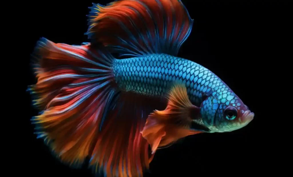 Over-Halfmoon-Betta: