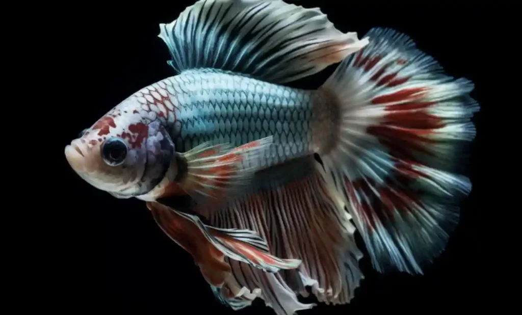 Marble-Betta