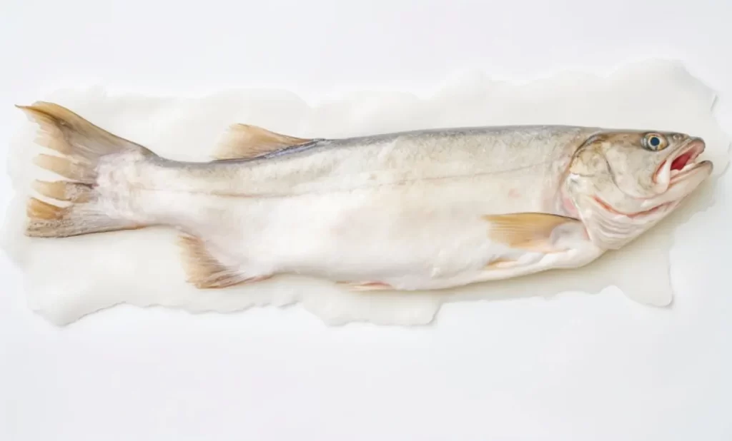 haddock-facts-cuisine-conservation-biology