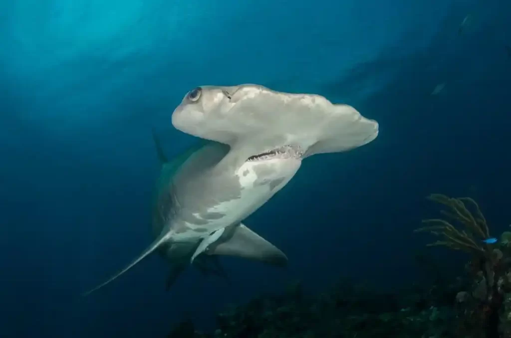 hammerhead-sharks-behaviors-facts-habits