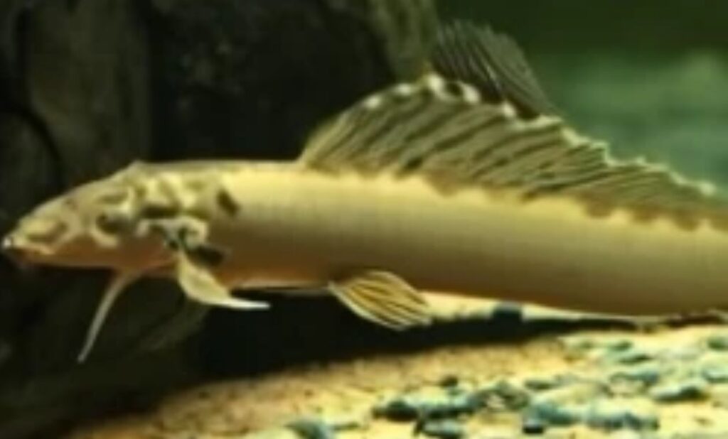 all-about-bichir-fish