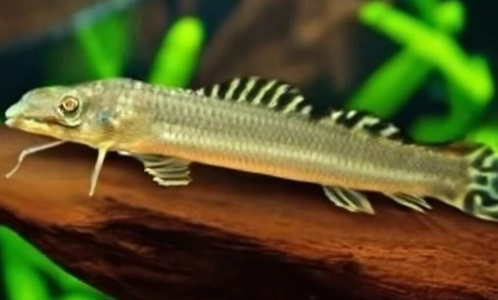 all-about-bichir-fish