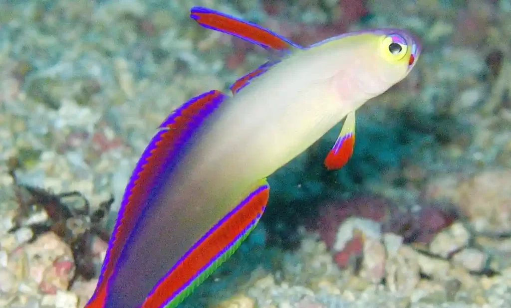 firefish-guide-and-care