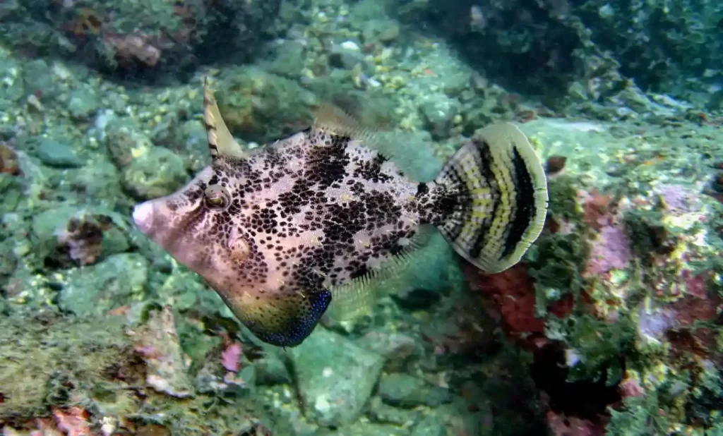 discover-filefish-world