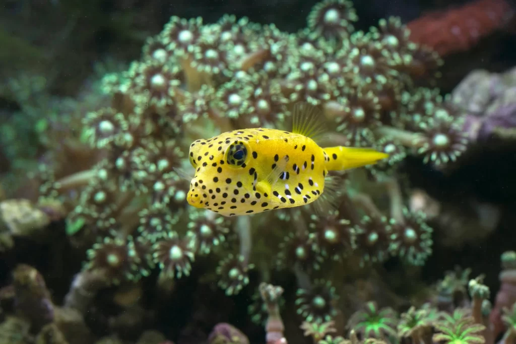 explore-boxfish-world