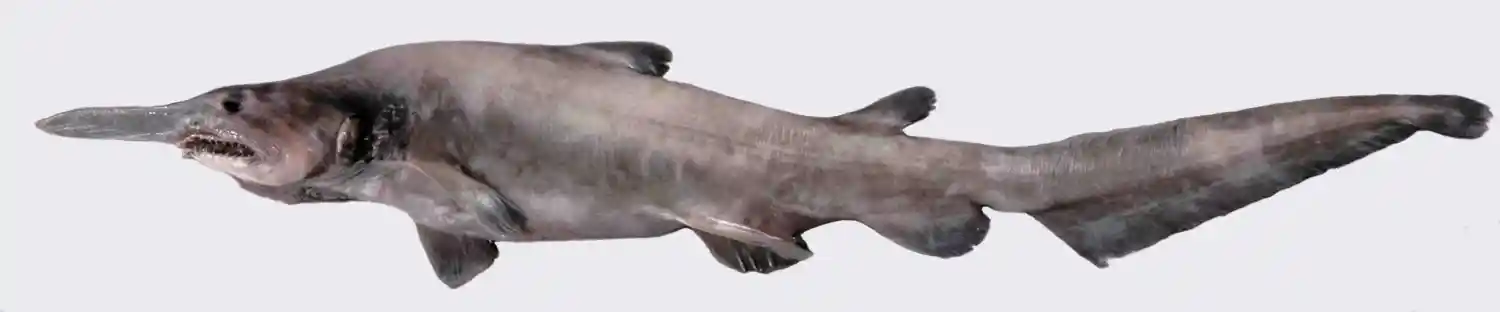 Goblin Shark
