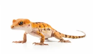 meet-the-house-gecko