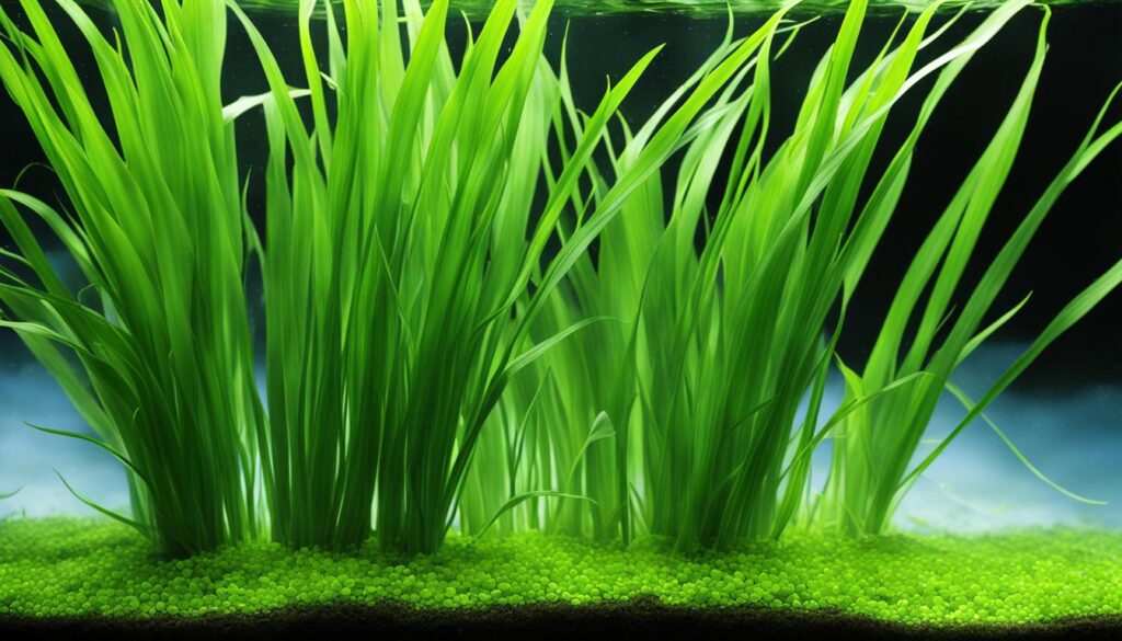 vallisneria