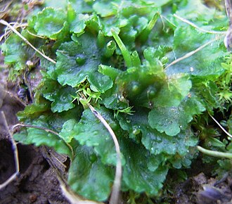 hornwort