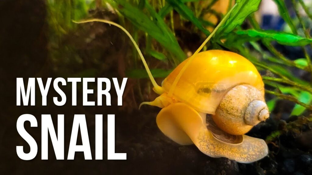 Mystery Snail