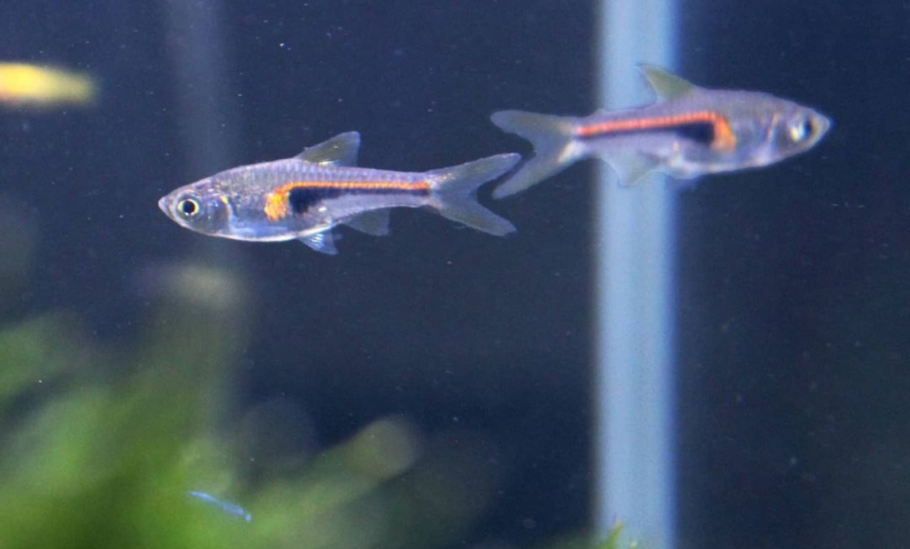 Espei Rasbora Care Guide & Tank Mates Tips