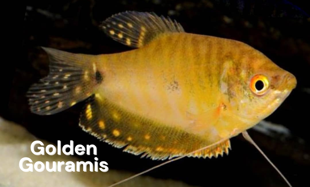 Golden Gouramis