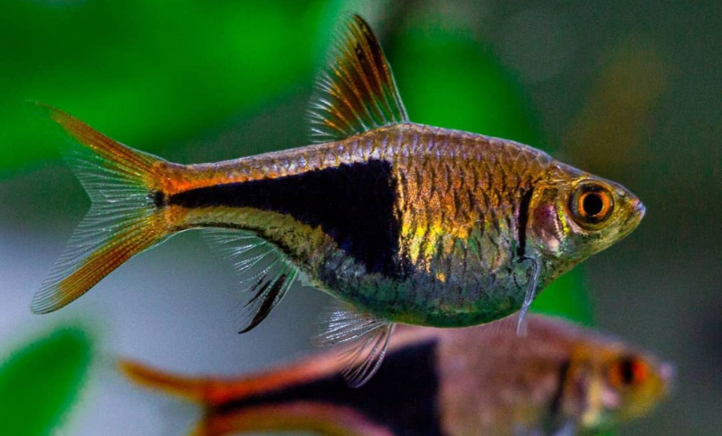 Harlequin Rasbora Care Guide & Tank Setup Tips