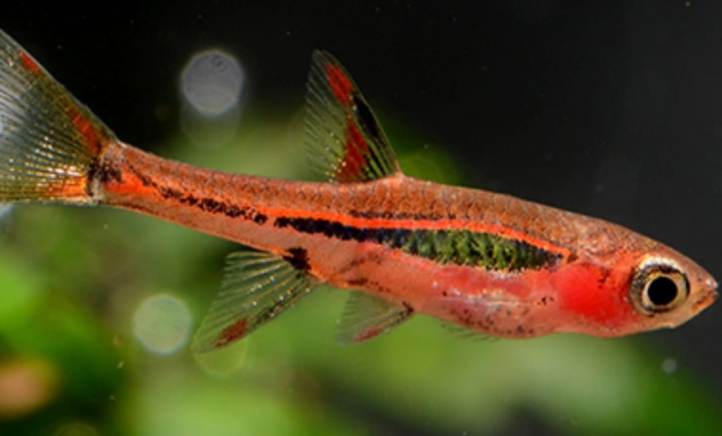 Mosquito Rasbora Care Guide & Tank Mates