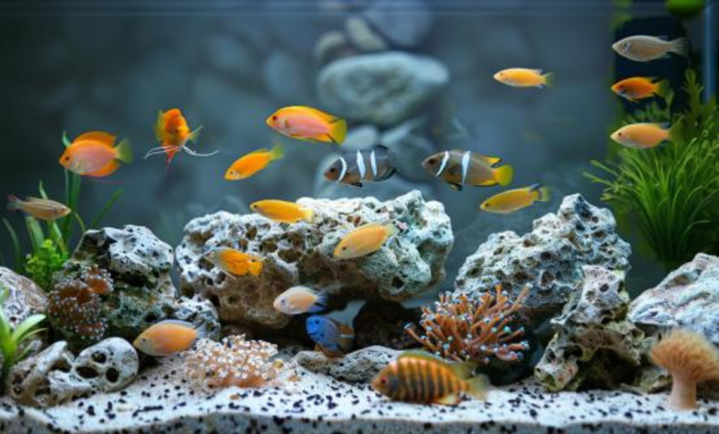 Perfect Fish for Your 10 Gallon Tank