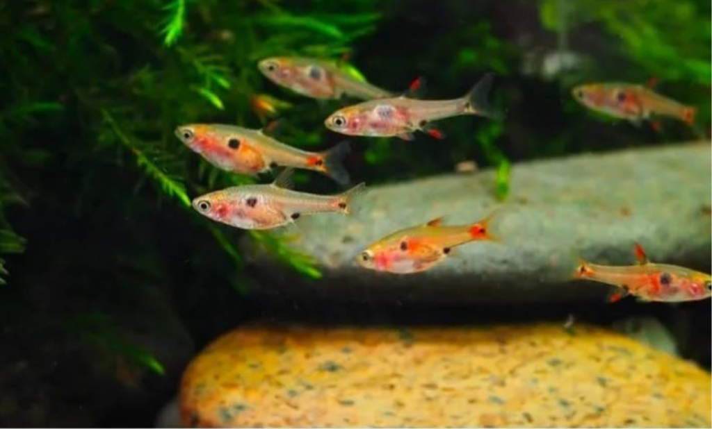 Strawberry Rasbora Care & Tank Mates Guide