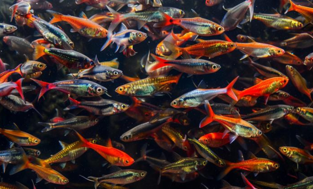 Top Rasbora Fish for Beginners Easy Aquarium Start