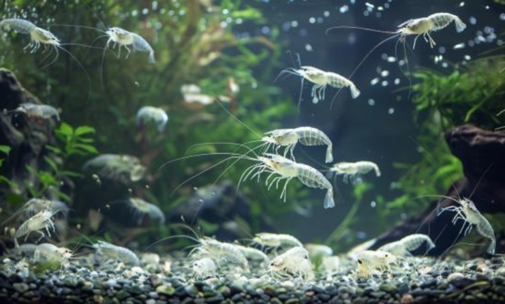 Amano Shrimp Care Guide - Thriving Aquatic Pets