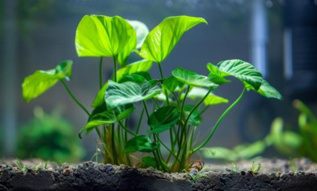 Anubias Plant Care Guide for Thriving Aquascapes