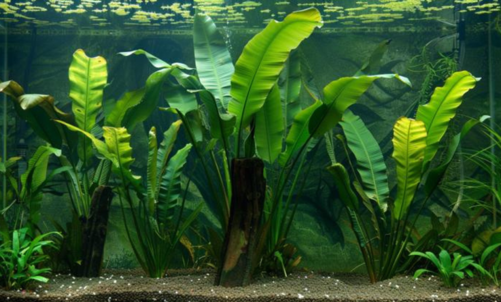 Banana Plant Care Tips for Thriving Plants