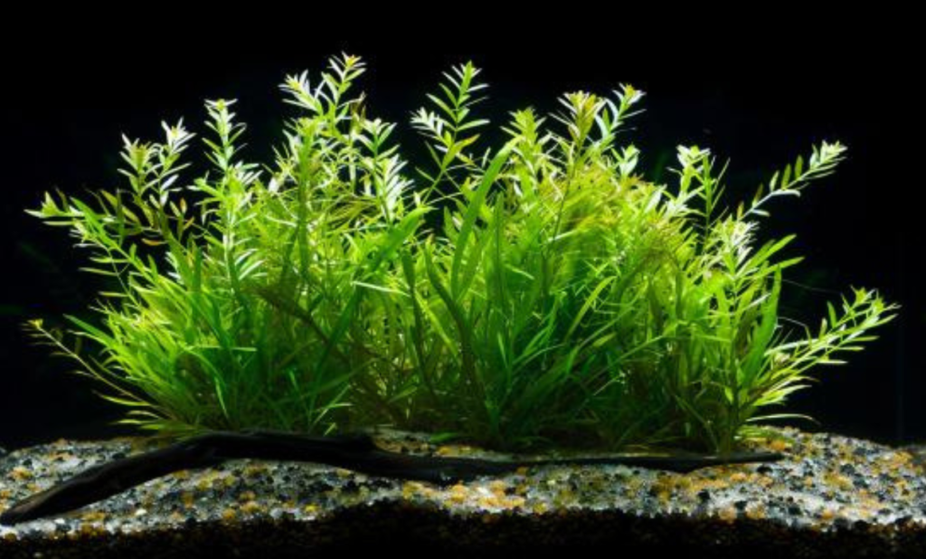 Low Light Aquarium Plants: Care List & Tips