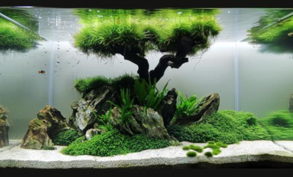 The Livebearer Aquarium