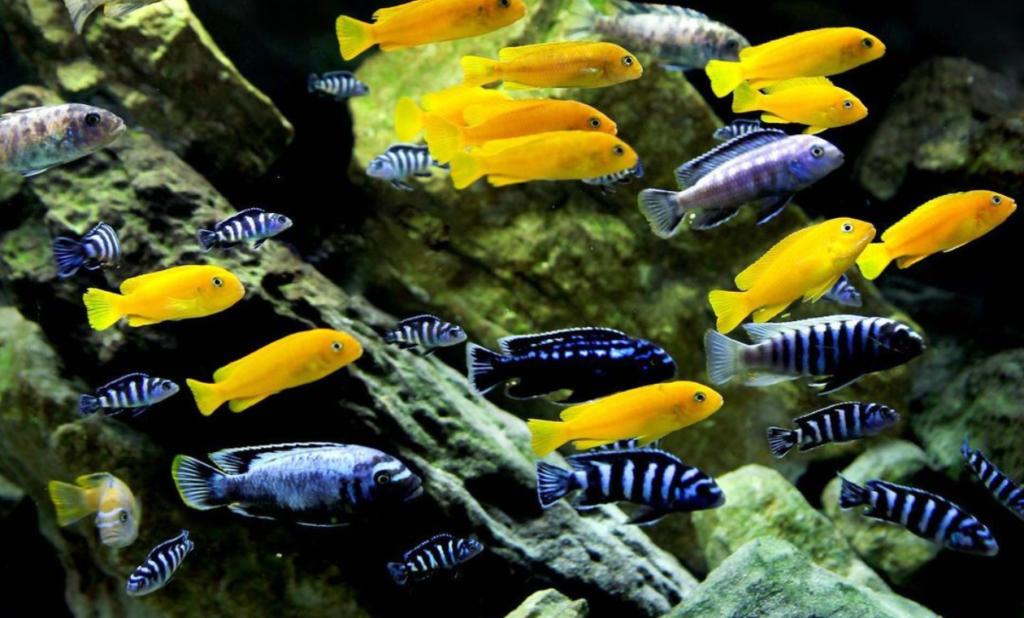 20 Gallon African Cichlid Tank: The Ideal Setup Guide